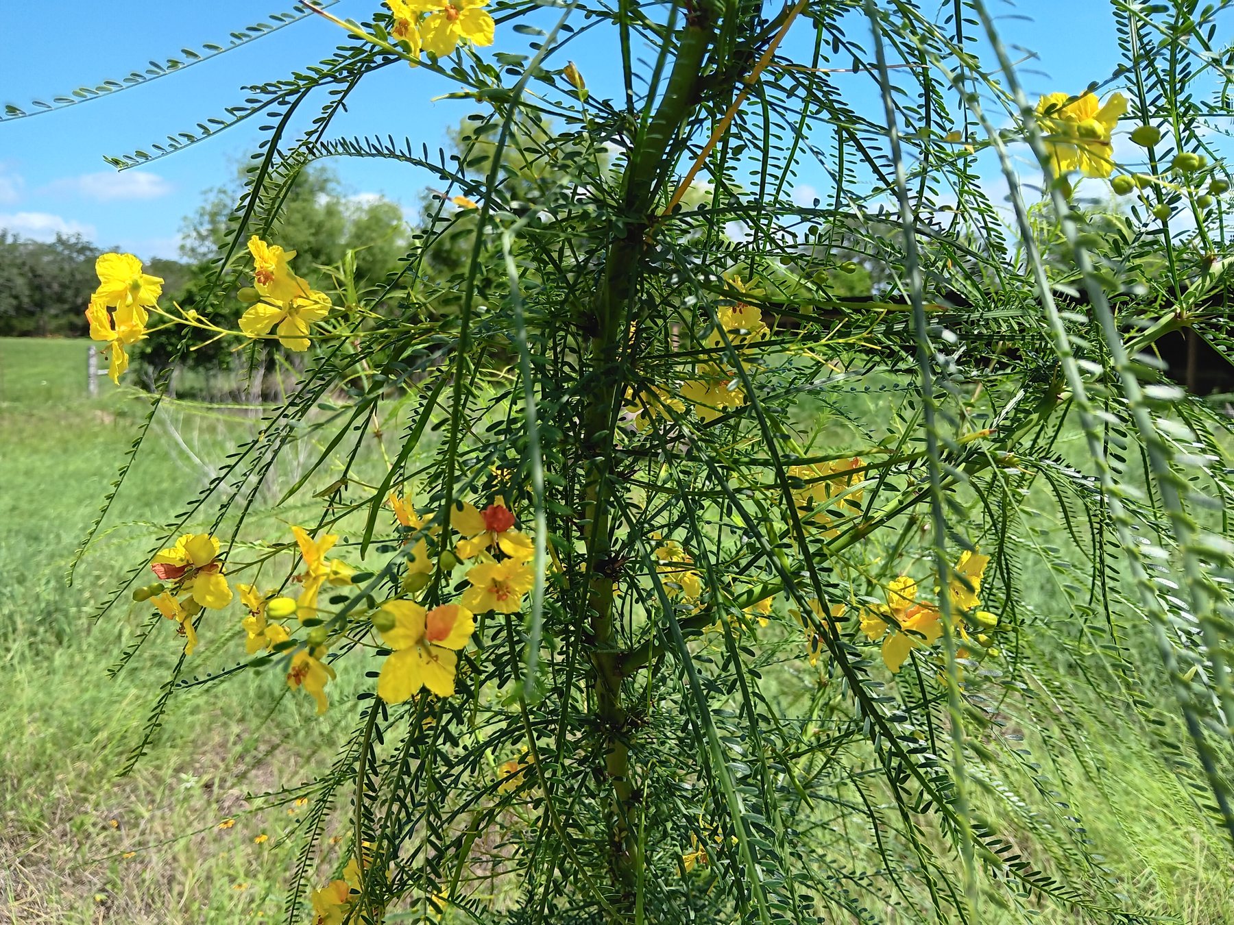 Retama / Mexican palo verde