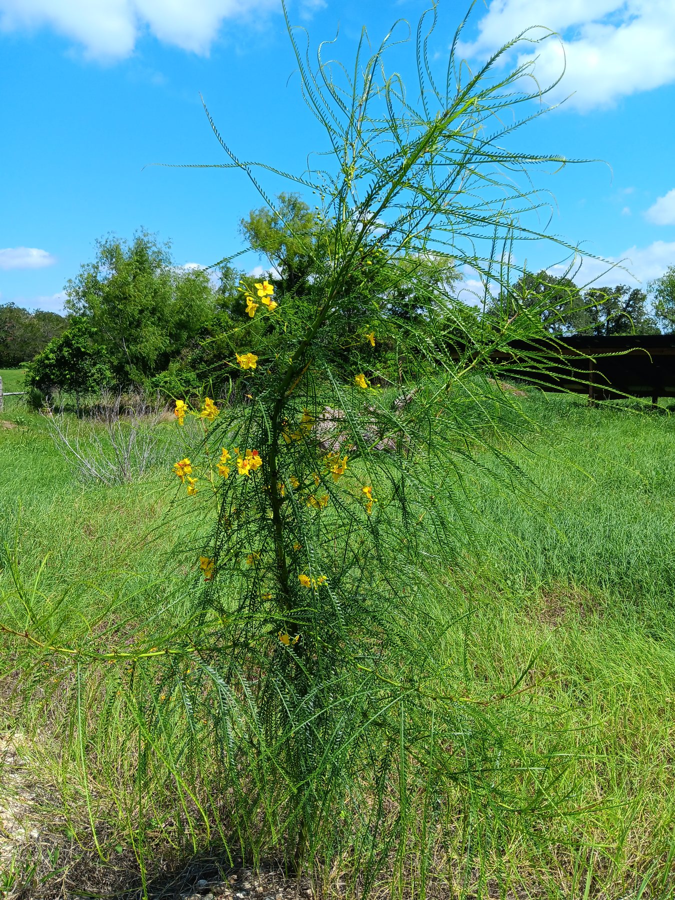 Retama / Mexican palo verde